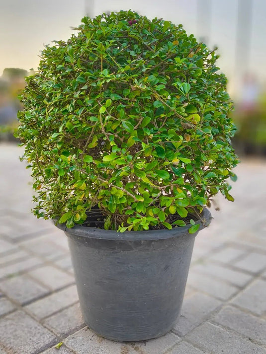 Ehretia Ball Shape | Nursery or Ceramic Pot | 40 - 90cm - Freshplants