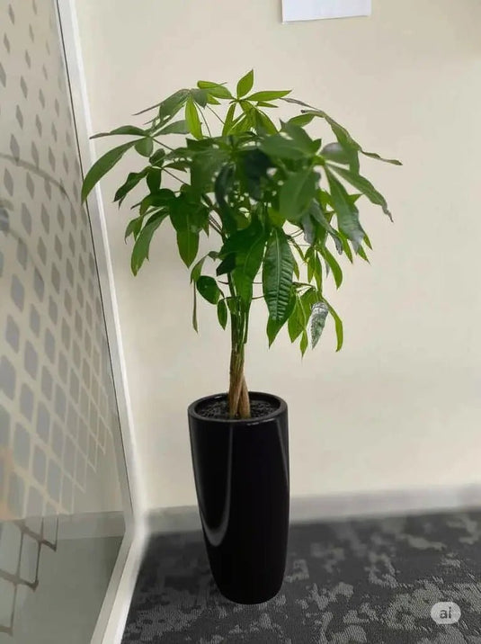 Pachira Plant, Aquatica, Indoor Plant, Twisted Trunk, 40cm-150cm - Freshplants