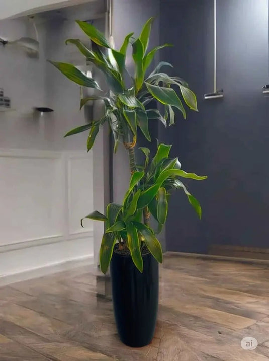 Dracaena Art | 50-180 cm | Nursery and Ceramic Pot Repotted - Freshplants