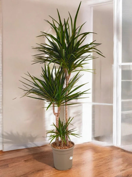 Dracaena Marginata or Madagascar Dragon Tree | 50cm to 180 cm - Freshplants