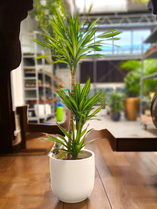 Dracaena Marginata or Madagascar Dragon Tree | 50cm to 180 cm - Freshplants