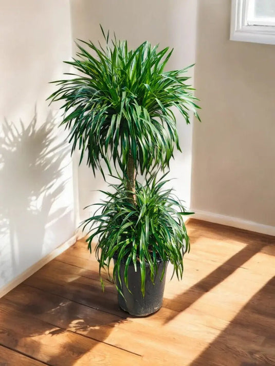 Dracaena Marginata or Madagascar Dragon Tree | 50cm to 180 cm - Freshplants