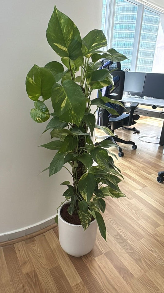 Money Plant - Epipremnum Aureum | Repotted Indoor Plants Pots | Nursery or Ceramic Pot | Home and Office - Freshplants