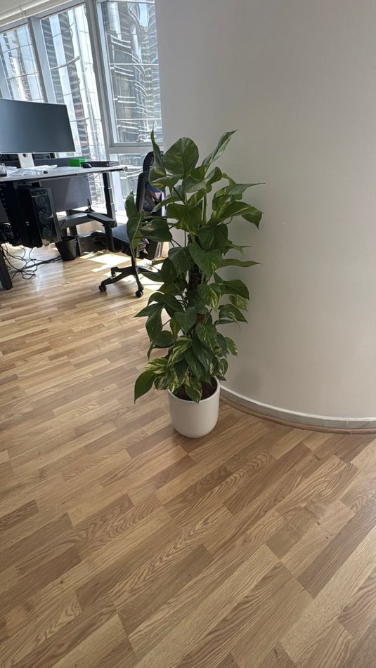 Money Plant - Epipremnum Aureum | Repotted Indoor Plants Pots | Nursery or Ceramic Pot | Home and Office - Freshplants