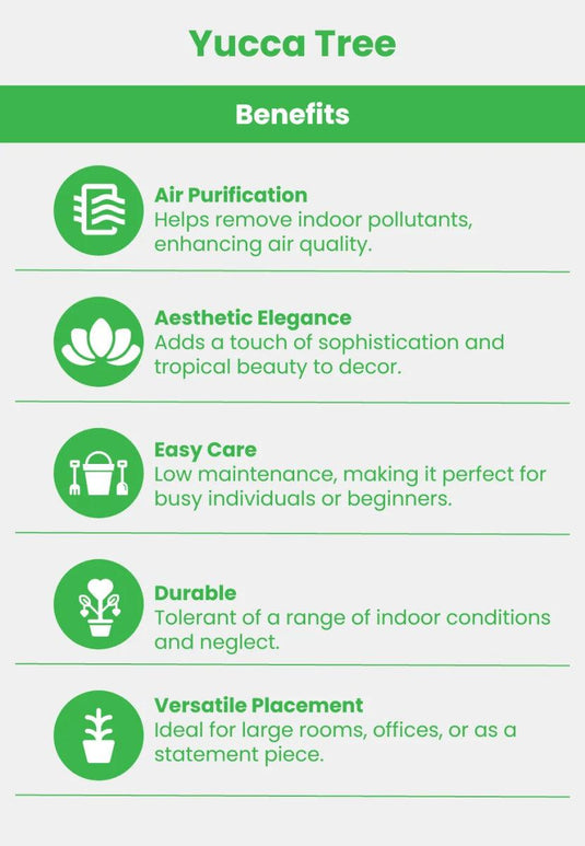 Buy Yucca Tree | Indoor Plant UAE | 80 - 200cm | Nursery, Ceramic Pot - Freshplants