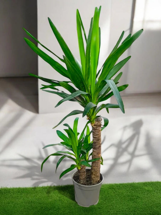 Buy Yucca Tree | Indoor Plant UAE | 80 - 200cm | Nursery, Ceramic Pot - Freshplants