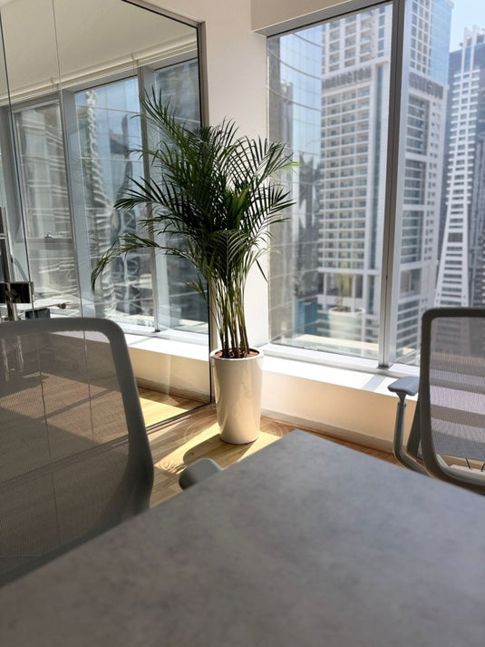 Areca Palm Plant- Exclusive Offer | 130-150 cm | Long Ceramic Pot - Freshplants