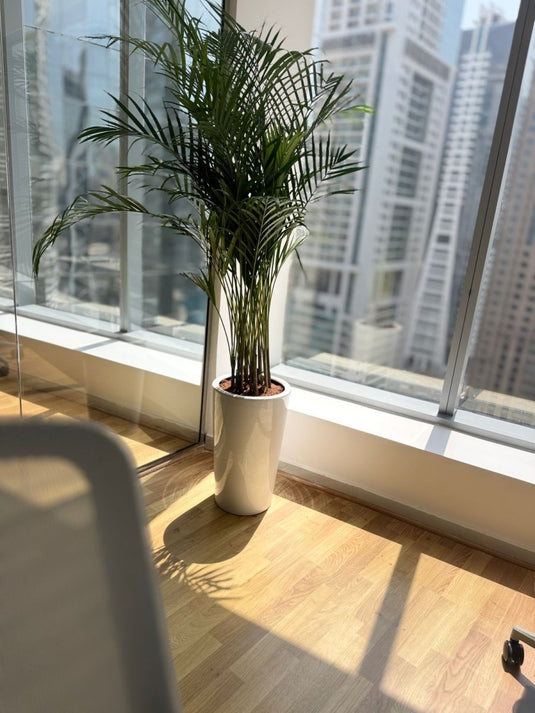 Areca Palm Plant- Exclusive Offer | 130-150 cm | Long Ceramic Pot - Freshplants