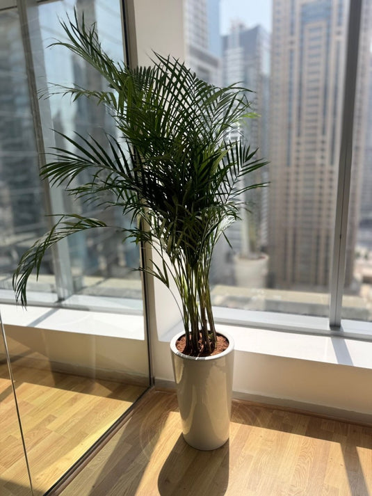Areca Palm Plant- Exclusive Offer | 130-150 cm | Long Ceramic Pot - Freshplants