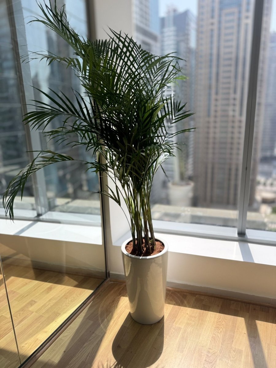 Areca Palm Plant- Exclusive Offer | 130-150 cm | Long Ceramic Pot - Freshplants