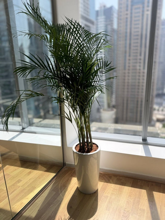 Areca Palm Plant- Exclusive Offer | 130-150 cm | Long Ceramic Pot - Freshplants