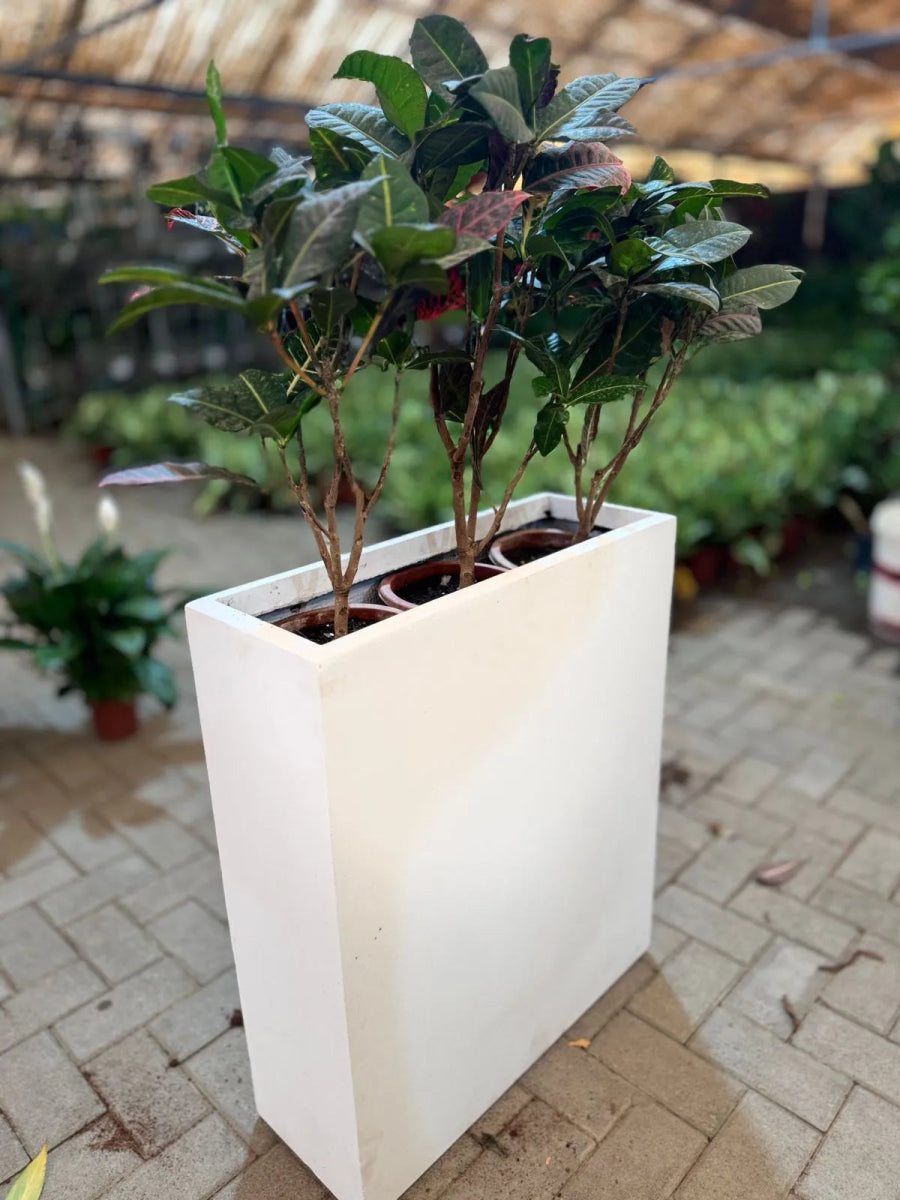 Croton | Privacy Planter | Home and Office | Indoor Plants | UAE Delivery - Freshplants