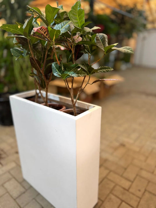 Croton | Privacy Planter | Home and Office | Indoor Plants | UAE Delivery - Freshplants